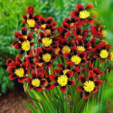 The Stunning Tricolor Wandflower Seeds Collection