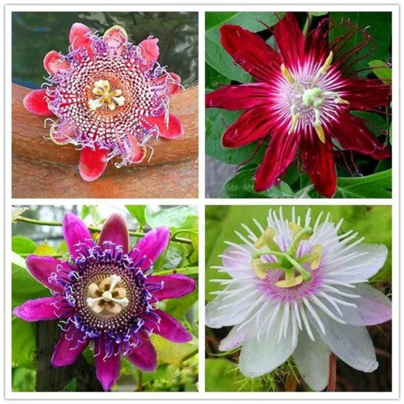 Egrow Passion Flower Seeds Garden Rare Passiflora Incarnata Fruit Plants Seeds
