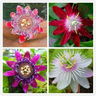 Egrow Passion Flower Seeds Garden Rare Passiflora Incarnata Fruit Plants Seeds