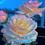 Mandala Langaros Rose de la región occidental