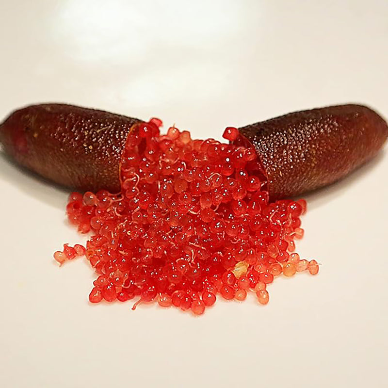 Semillas de lima dedo Planta perenne de hoja perenne, sin OGM, que se extiende y requiere poco mantenimiento para cocinar en el jardín Semillas de frutas