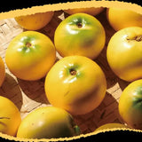 Golden Fruit Seeds Abiu Fruit Pouteria Caimito