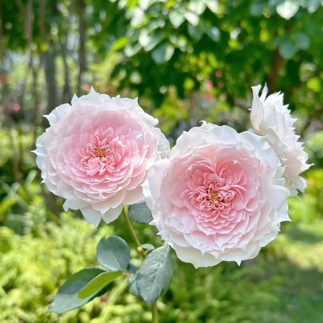 Monique Darve Rose Seeds