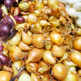 Yellow Stuttgarter Onion Sets Seeds,Noon Day Neutral Planting Set Growing Vegetable Scallion Green Seed