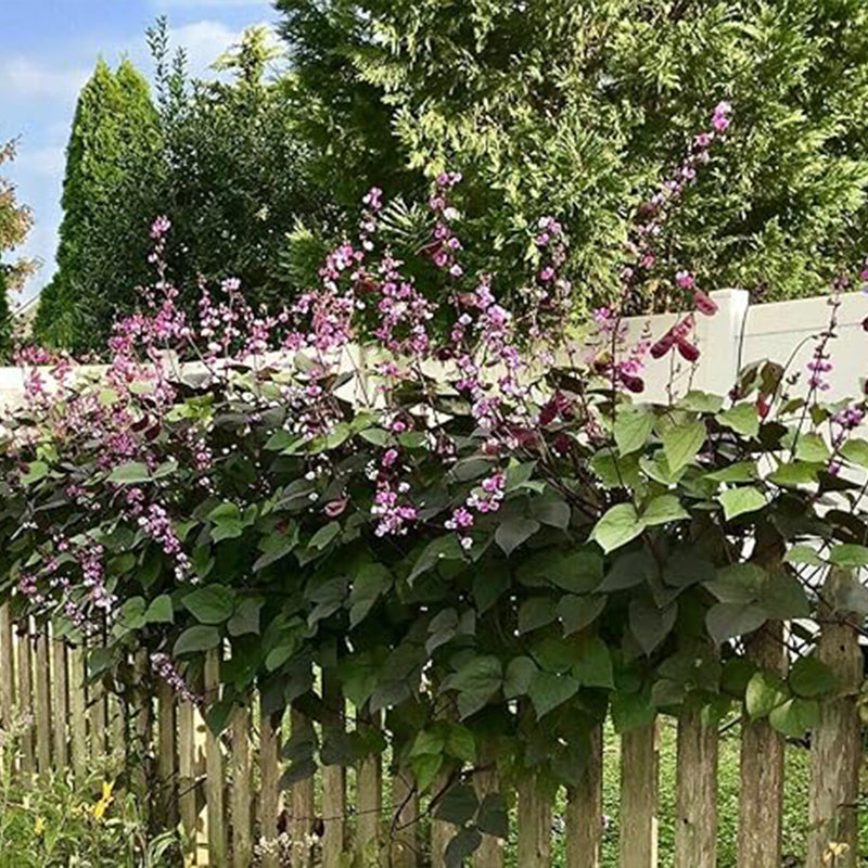 Hyacinth Bean Asia Hyacinth Bean Seeds Purple Flower Lablab purpureus Vegetable Non-GMO
