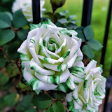 Rosas gemelas blancas y verdes raras