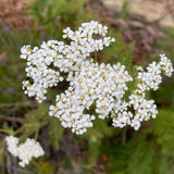 White Yarrow