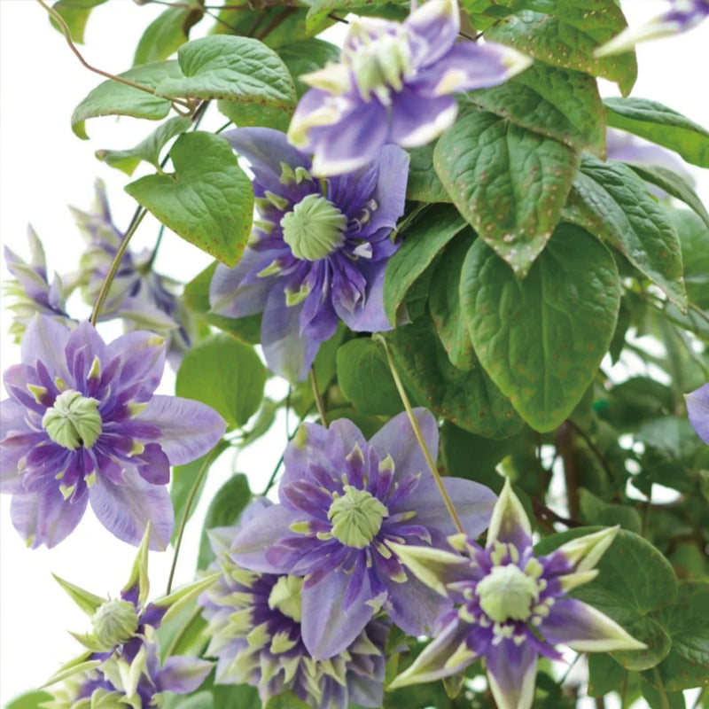 Clematis Taiga Seeds