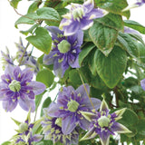 Clematis Taiga Seeds