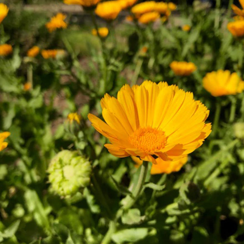 Resina de caléndula