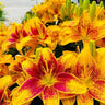 Lily Seeds
