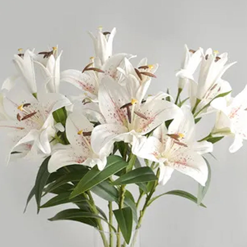 Bulbos de lirio perfumados orientales