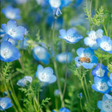 Exclusive Blue Wildflower Seed Mix