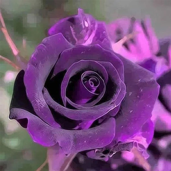 Rare Exotic Dark Purple Rose