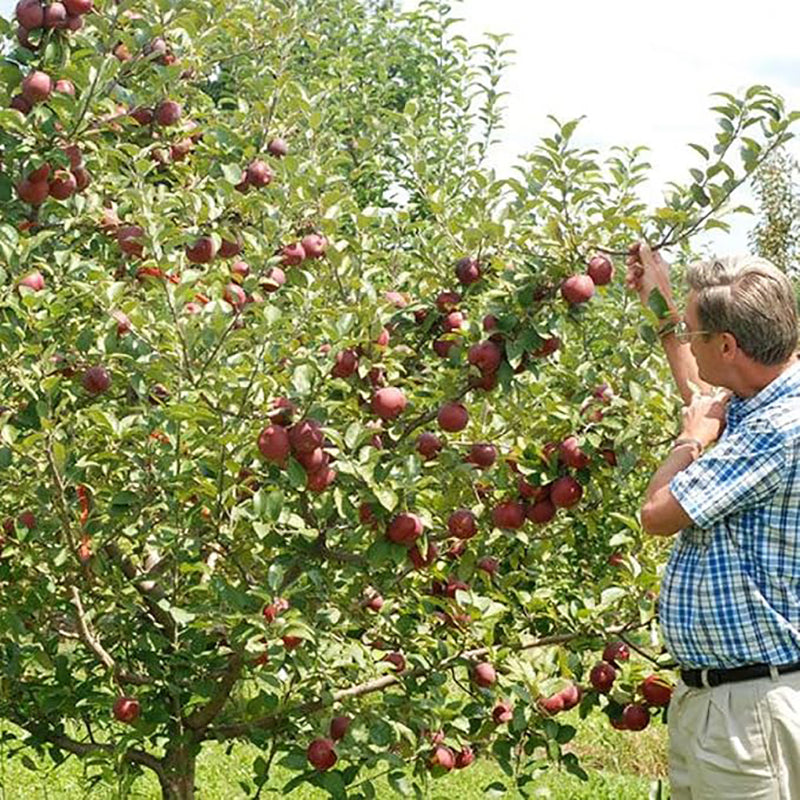 Semillas de manzano en miniatura Planta de fruta de manzana enana de alto rendimiento y floración perfecta para contenedores
