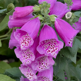 Mixed Foxglove Seeds