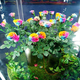 Beautiful Rainbow Rose Seeds Multi-colored Rose Seeds Rose Flower Seeds
