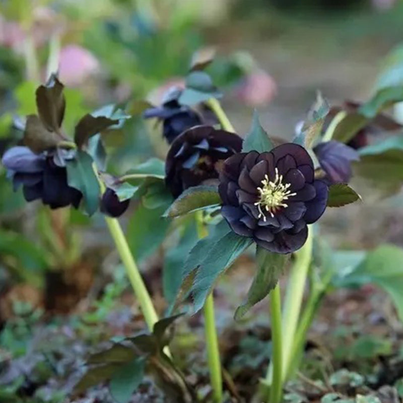 Black Helleborus - Christmas Rose