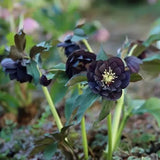 Black Helleborus - Christmas Rose