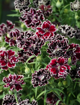 Dianthus Heddewigii Black White Carnation Flower Seed, Non GMO Heirloom