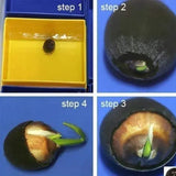 Rare Rainbow Lotus Seeds  Bowl Water Lily Hydroponic Plants Fast Growing