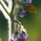 Semillas de fruta de pezón ~ Ubre de vaca ~ Fruta de teta ~ Manzana de Sodoma (Solanum mammosum) ~ Fruta de pezón Fruta extraña de la familia Solanum