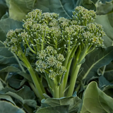 Broccoli Seeds (Organic) - Aspabroc F1