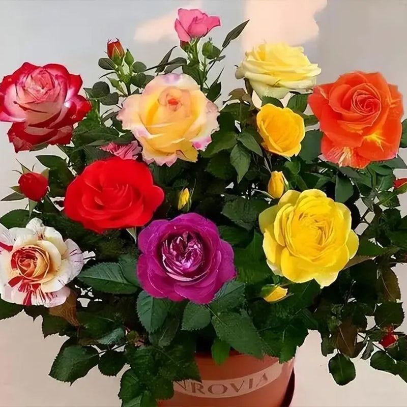 Mixed Color Rose Combination Seeds – Haiyiplants