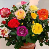 Mixed Color Rose Combination Seeds