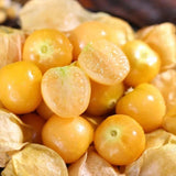 Physalis Peruviana Fruit-Lantern Fruit Seeds