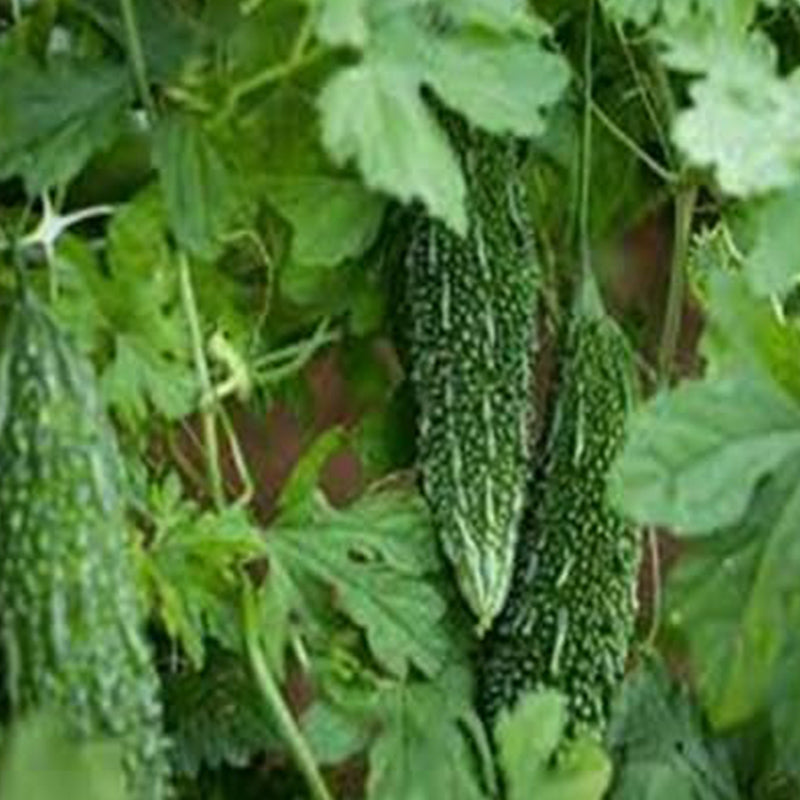 Semillas de hortalizas de calabaza amarga