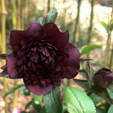 Mysterious Black Bark Double Petal Rose Seeds