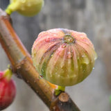 Rainbow Figs Seeds higher quality