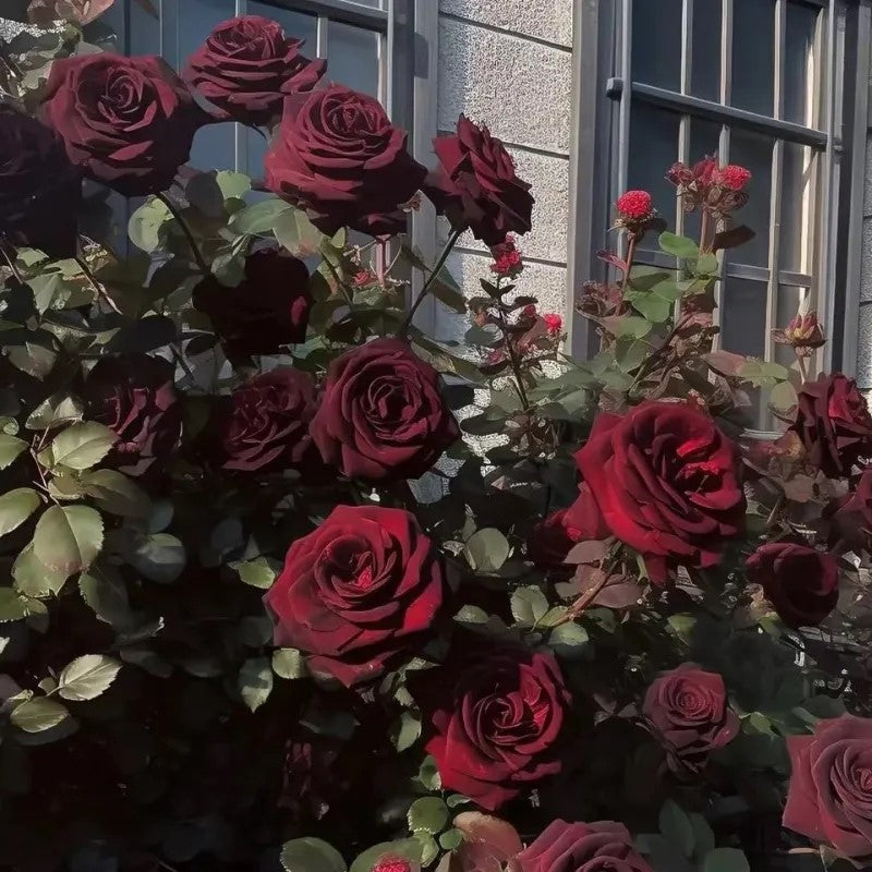 Black Baccara True Blood Hybrid Tea Rose Flower Seeds