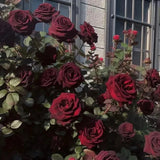 Black Baccara True Blood Hybrid Tea Rose Flower Seeds