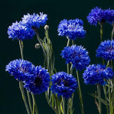 Blue Cornflower Seeds Bachelor’s Buttons Centaurea Cyanus Flower
