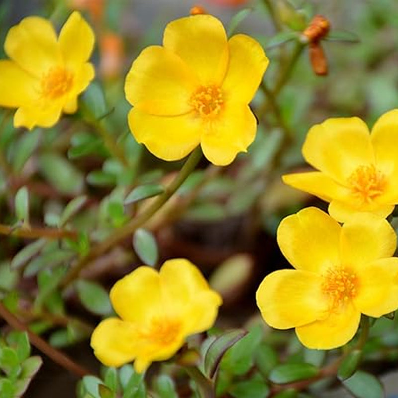 Semillas de rosa musgosa para plantar al aire libre Semillas de verdolaga raras Planta suculenta para cubrir el suelo Semillas de portulaca oleracea