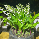 Lily of the Valley Seeds