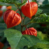 Cape Gooseberry Seeds Ground Cherry Rare Fall Fruit