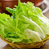 Cabbage Bilko F1 Organic