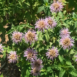 Bee Balm (Wild Bergamot Lavender)
