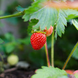 Semillas de fresa trepadora roja Planta de fruto perenne Jardín casero Dulce y delicioso