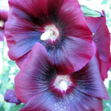 Mixed Colors Hollyhock Country Romance Mix Alcea Rosea Flower Seeds