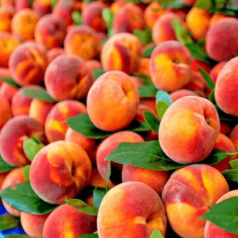 Nemaguard Peach Fruit Tree Seeds for Planting Outdoor- Perennial Fruit Seeds Tasty Sweet Great Home Garden Gift