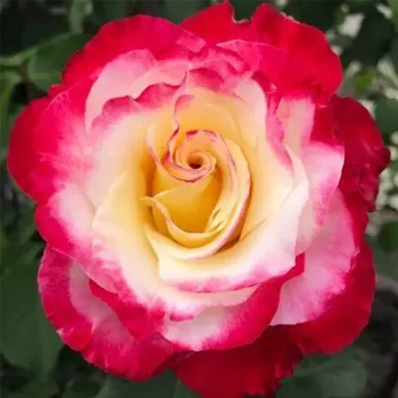 Rose Double Delight Seeds