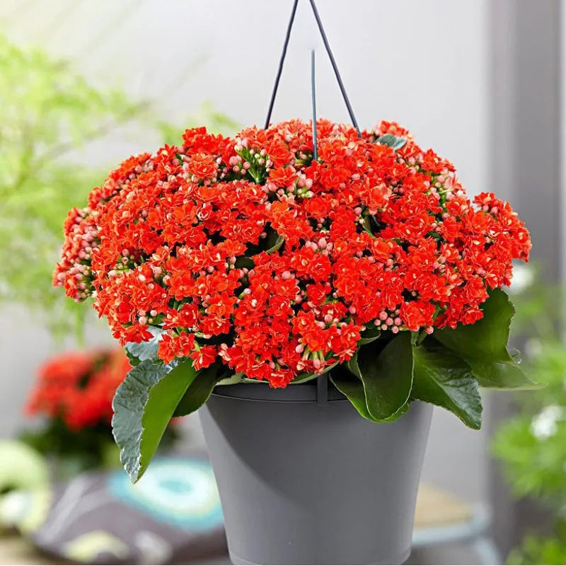 Semillas de flores de longevidad Golden Fox