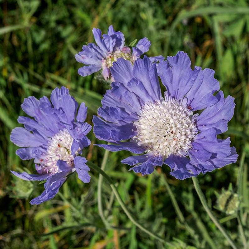 Semillas de flor de cojín de alfiler de escabiosa azul perenne para plantar