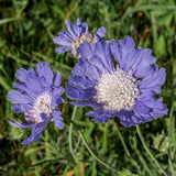 Semillas de flor de cojín de alfiler de escabiosa azul perenne para plantar