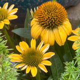 Yellow Coneflower Seeds - Bright Hardy Perennial Pollinator Flower