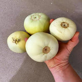 Semillas de melón de Taiwán Bai Mibao Melón blanco de pared fina Melón chino Melón Sakata Híbrido